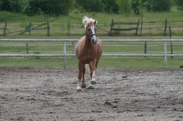 Horse running