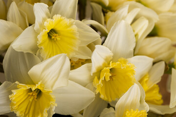 Fototapeta na wymiar Dutch variety of large crowned cream daffodils with bright yellow cup, narcissus ice follies, macro close up 