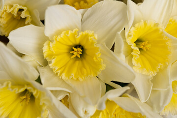 Dutch variety of large crowned cream daffodils with bright yellow cup, narcissus ice follies, macro close up 