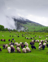  sheep grazing on the green meadows with mountains in backdrop.artvin .Turkey