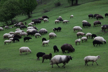 Fototapeta premium sheep grazing on the green meadows with mountains in backdrop.artvin .Turkey
