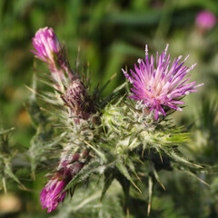 Fleurs de chardon