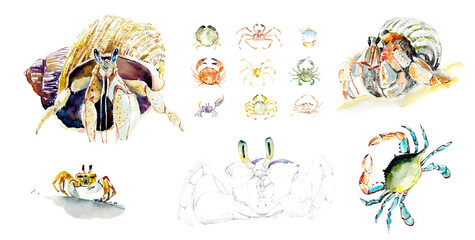Set Crabs. Hand-drawn illustration in a watercolor sketch style. Sea animals