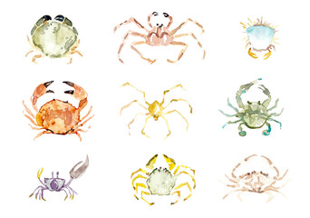 Crabs. Hand-drawn illustration in a watercolor sketch style. Sea animals