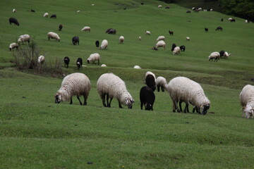 Obraz premium sheep grazing on the green meadows with mountains in backdrop.artvin .Turkey