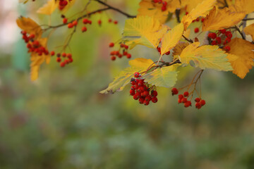 Rowan tree branches with red berries outdoors, space for text