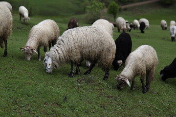  sheep grazing on the green meadows with mountains in backdrop.artvin .Turkey