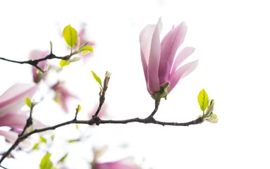 Foto op Canvas pink magnolia flower spring branch in garden © xiaoliangge