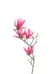 Naklejka na ściany i meble pink magnolia flower spring branch in garden