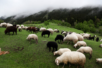 Fototapeta premium sheep grazing on the green meadows with mountains in backdrop.artvin .Turkey