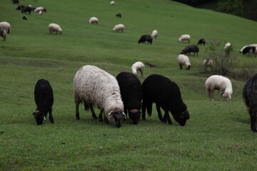 Fototapeta premium sheep grazing on the green meadows with mountains in backdrop.artvin .Turkey