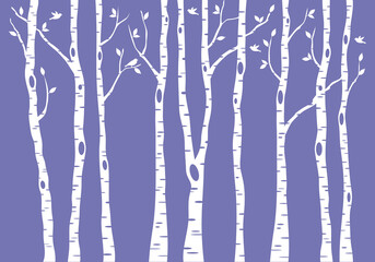 birch tree forest, vector background illustration - 494215596