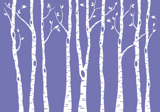 birch tree forest, vector background illustration © beaubelle