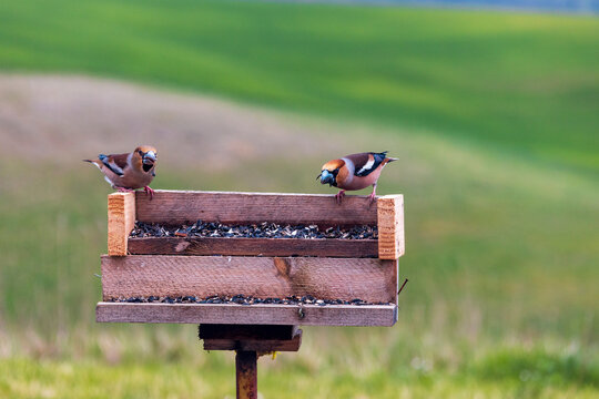 Couple de gros bec casse noyaux d&eacute;cortiquant des graines de tournesol perch&eacute; sur une mangeoire en bois dans la campagne au printemps