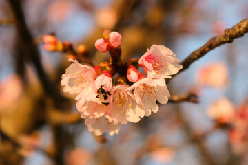 Sakura and bee