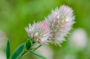 thistle flower in bloom