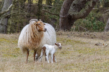 sheep in the field