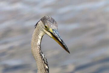 great blue heron