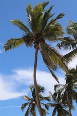 coconut tree