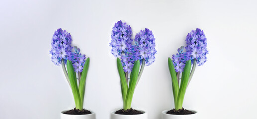 Beautiful blue hyacinth flowers bloom in white pots, hyacinth on a white wall background, Fragrant flowering plants in the family.