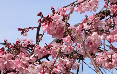 Beautiful pink cherry blossoms in Japan bloom in full bloom