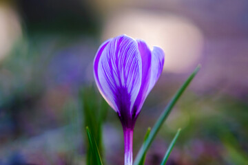 Macro of a spring lilac crocus on a background of green grass.