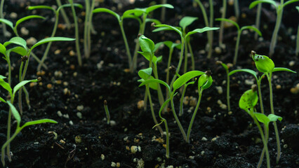 Green sprouts in soil, agriculture and farming