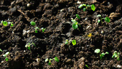 Young green sprouts of tomato in the soil