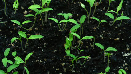 Fresh green sprout growing from the soil