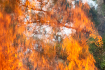 Blurry abstract fire and pine tree forest background ~IGNITE~