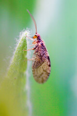  small butterflay on a leaf.raw