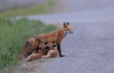 Red fox feeding her kits by the road in springtime in Canada  - Powered by Adobe