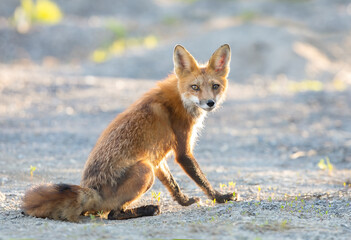 Red fox (Vulpes vulpes) portrait closeup near Ottawa, Canada