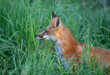 Red fox (Vulpes vulpes) standing in a grassy meadow deep in the forest in early spring in Canada