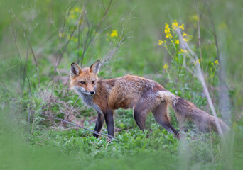 Red fox with a bushy tail walking in through the local woods in Ottawa, Canada 