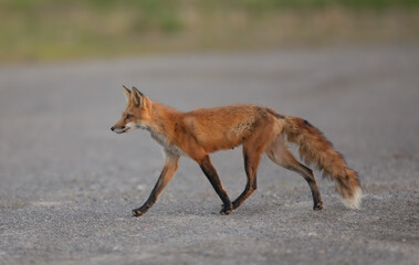 Red fox (Vulpes vulpes) with a bushy tail hunting Ottawa, Ontario , Canada 