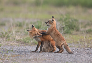 Naklejka na ściany i meble Red fox kits (Vulpes vulpes) playing near the den in early spring in Canada