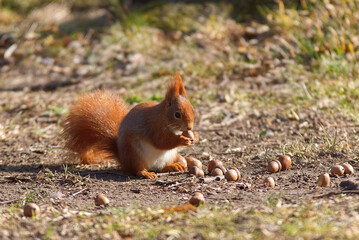 Naklejka na ściany i meble Red squirrel, Sciurus vulgaris sitting on the ground and eating acorns. Prague, Czech Republic, Europe.
