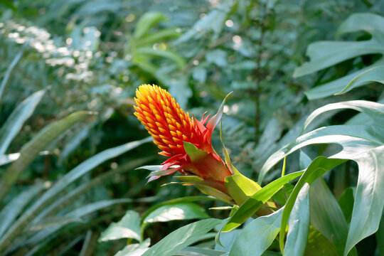 Eye-catching Guzmania Bromeliad or Scarlet Star Growing among Lush Foliage