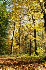 Autumn colours in the Malvern hills of England.