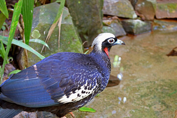 Stunning Black-fronted Piping Guan or Jacutinga Bird in the Sunlight