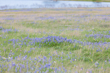 Bluebonnet fields in Texas hill country Near Brenham. Spring wildflower meadows,indian paintbrush.