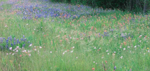 Zelfklevend Fotobehang Bluebonnet fields in Texas hill country Near Brenham. Spring wildflower meadows,indian paintbrush. © christy