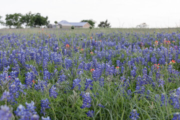Fototapeta na wymiar Bluebonnet fields in Texas hill country Near Brenham. Spring wildflower meadows,indian paintbrush.
