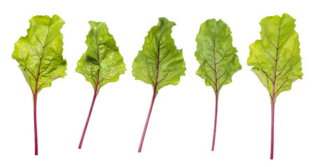 set of beet leaves isolated on white