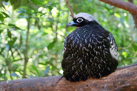 Amazing Black-fronted Piping Guan or Jacutinga Bird Perching on the Tree