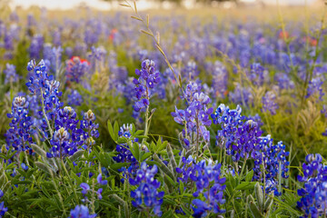 Fototapeta premium Bluebonnet fields in Texas hill country Near Brenham. Spring wildflower meadows,indian paintbrush.