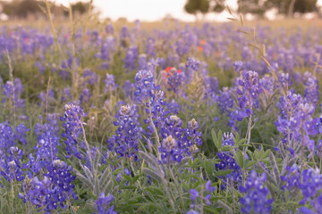 Obraz premium Bluebonnet fields in Texas hill country Near Brenham. Spring wildflower meadows,indian paintbrush.