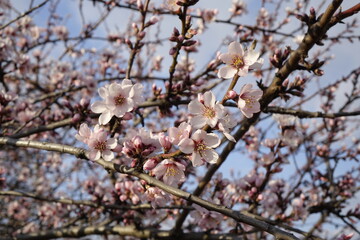 Beautiful almond blossom (Prunus dulcis) in early stage, concept: spring, romance, end of winter (horizontal), Gimmeldingen, RLP, Germany