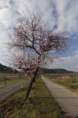 Roadside almond tree (Prunus dulcis) in early blossom, cloudy march sky (vertical), Gimmeldingen, RLP, Germany